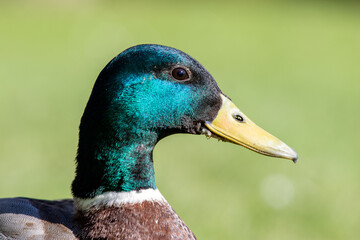 Head of a duck