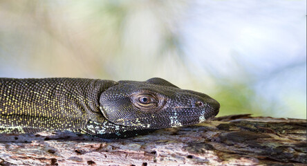 close up of a lizard