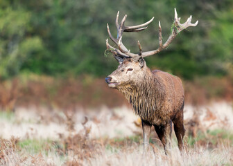 Portrait of a red deer stag during the rut in autumn