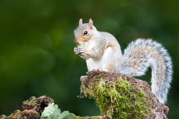 Portrait of a grey squirrel eating acorn on a mossy tree stump in autumn
