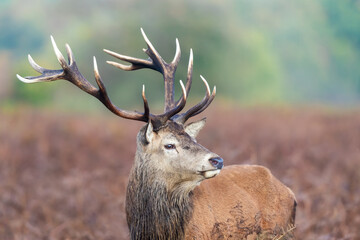 Portrait of a red deer stag during the rut in autumn