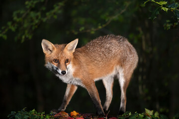 Red fox standing in a forest in autumn