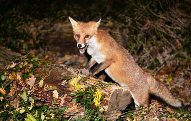 Portrait of a young red fox with open mouth standing on a log in the forest in autumn