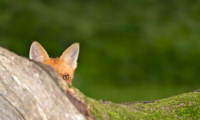 Curious red fox cub peeking over tree trunk in the forest