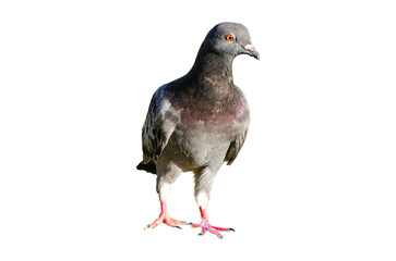 Full body of standing pigeon bird isolated on transparent background.