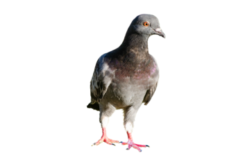 Full body of standing pigeon bird isolated on transparent background.