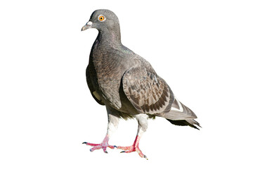 Full body of standing pigeon bird isolated on transparent background.