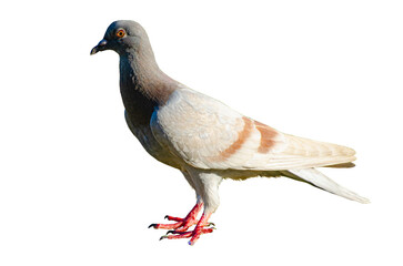 Full body of standing pigeon bird isolated on transparent background.