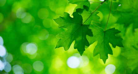 green leaves background in sunny day