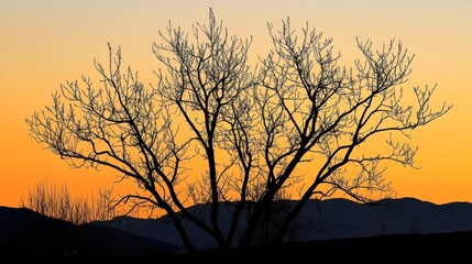Naklejka premium Silhouetted Tree Against a Sunset