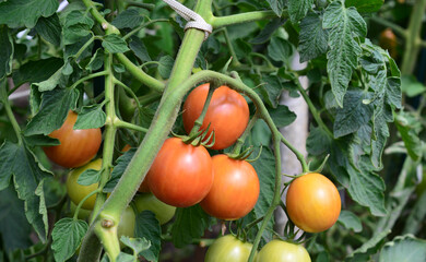 a bunch of tomatoes are growing on a vine macro