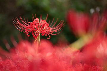 黒背景の彼岸花