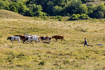 A herder with cows in Romania