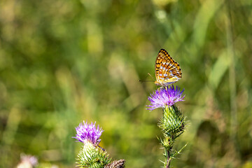 An orange silver washed butterfly on a flower