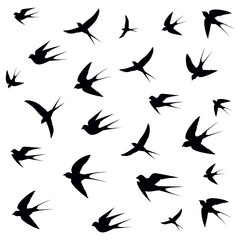 birds on a white background