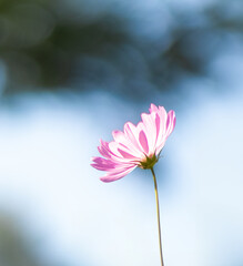 violet flower on a blurred background 