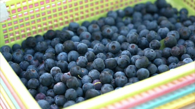 収穫されたブルーベリーの入ったかご