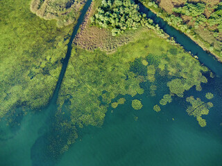 Aerial view of the lush ecosystem around Lake Skadar in Montenegro, featuring swampy areas and dense greenery