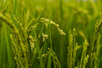 green wheat field