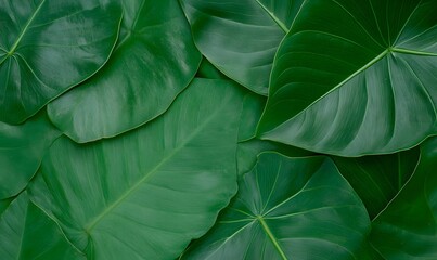 Taro leaf surface featuring detailed leaf patterns suitable for copy space, Generative AI 