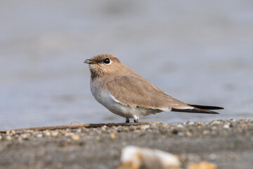 Small Pratincole (Glareola Lactea) in riverbank. The small pratincole is a swift-flying bird from South Asia, inhabiting riversides and feeding on insects mid-air.