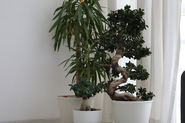 Indoor plants