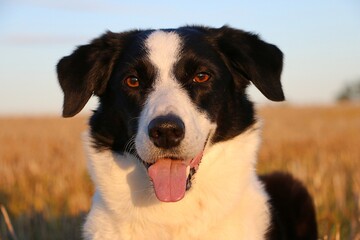 head portrait of a beautoful black and white border collie with open mouth in a stubble field