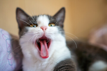 Cat Yawning Closeup Home - A closeup image of a cat yawning at home.
