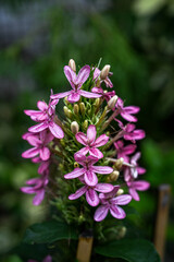 Purple flowers