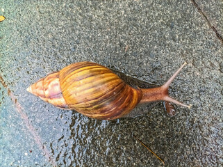 Giant African snail, crawls slowly moving across on concrete surfaces during the rainy season. Closeup detail of the spiral-shaped brown shell surface, light brown body and two antennae on the head.