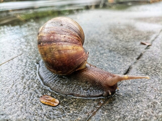 Giant African snail, crawls slowly moving across on concrete surfaces during the rainy season. Closeup detail of the spiral-shaped brown shell surface, light brown body and two antennae on the head.