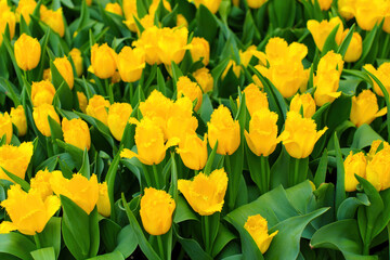 Bright Yellow Tulips in Bloom