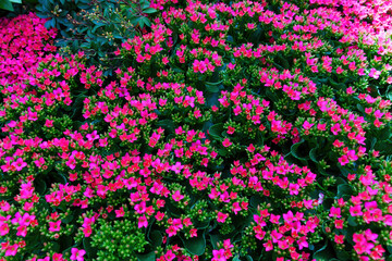 Vibrant Kalanchoe Blossfeldiana Flowers Flourishing in a Lush Garden Background