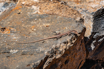 Small lizard basking on rocky surface. Gallotia galloti palmae