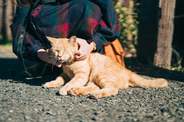 女性に顎の下を撫でられて気持ちよさそうな猫