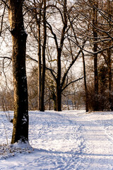 A footpath through a park with snow on trees and ground in the sun in wintertime