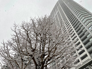 雪の東京