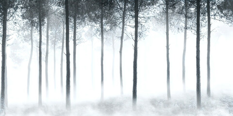 Fototapeta premium A forest with trees covered in snow