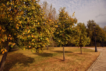Autumn trees in the park