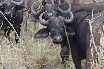 Buffalo, africa, krueger park wild animal beauty