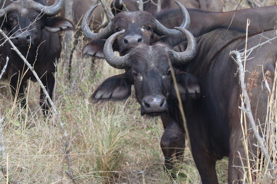 Buffalo, africa, krueger park wild animal beauty