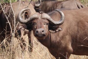Buffalo, africa, krueger park wild animal beauty