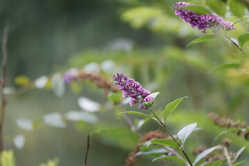 butterfly on lavender