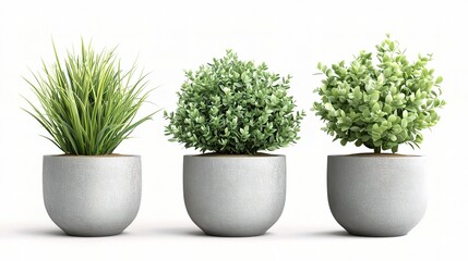 Minimalist Potted Plants on White Background