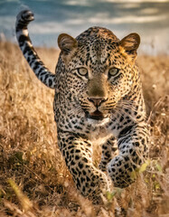 Leopardo caminando a trav&eacute;s de la hierba seca en la sabana con mirada fija y el cielo de fondo.