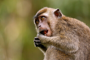 Close-up of a Juvenile Long-tailed Macaque (Juvenile Long-tailed Macaque, aka Crab-eating Macaque) Feeding. Kinabatangan River, Sukau, Sabah Borneo, Malaysia