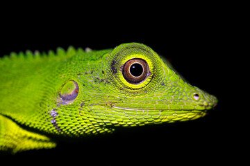 Close-up of a Green Crested Lizard (Bronchocela cristatella). Danum Valley, Sabah. Borneo, Malaysia