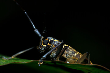 Close-up of a Longhorn Beetle (Epepeotes luscus). Danum Valley, Sabah. Borneo, Malaysia