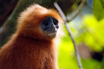 Close-up of a Maroon Leaf Monkey (Presbytis rubicunda, aka Maroon Langur, Red Leaf Monkey, Red...
