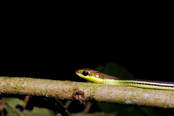 Close-up of a Striped Bronzeback Snake (Dendrelaphis caudolineatus, aka Grey Bronzeback) on a...